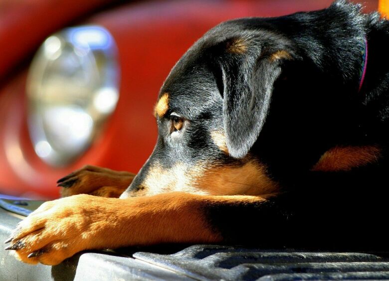 Изображение Skoda начала защищать собак от последствий ДТП