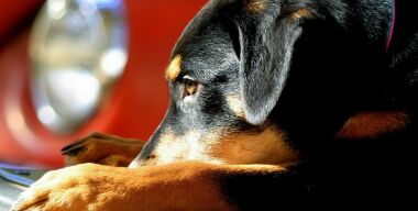 Skoda начала защищать собак от последствий ДТП