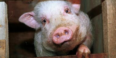 Идентификация быдла, или Стоп-хамам