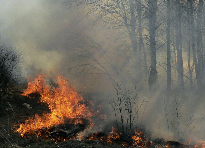 Изображение Как спасти себя и автомобиль во время лесного пожара?