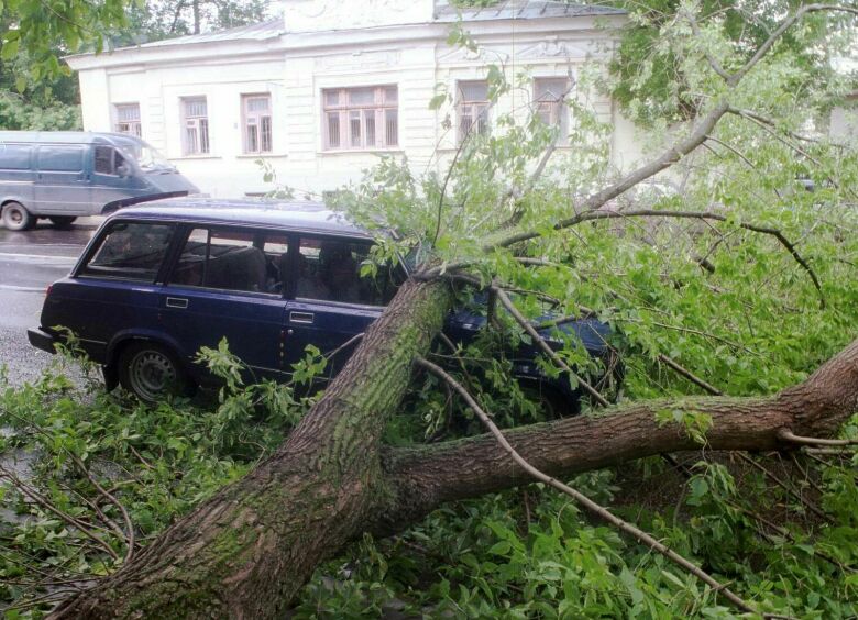 Изображение Что делать, если на машину упало дерево?