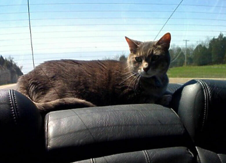Изображение Коты и кошки станут полноценными пассажирами