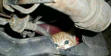 Под капотом LADA Kalina застревают кошки