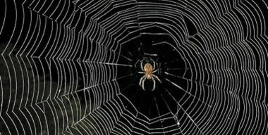 Полицейская «Паутина» нависла над Россией