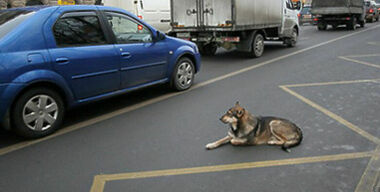 Выделенкам угрожает реверс