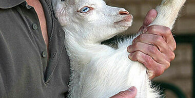 Водители стояли в пробке  из-за одной козы