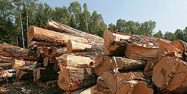 “Росавтодор” вытеснил “лесных братьев” на обочину