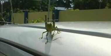 Мыть автомобиль разрешат, только если рядом есть пылесос