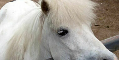 Пони станут регулировать движение