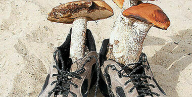 Грибы отсюда!