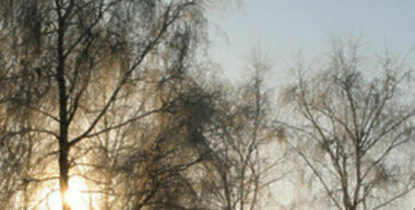 Бодался теленок с дубом