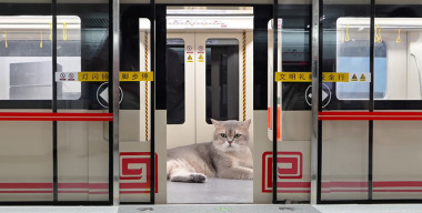 Инженер создал полноценное и рабочее метро для кошек