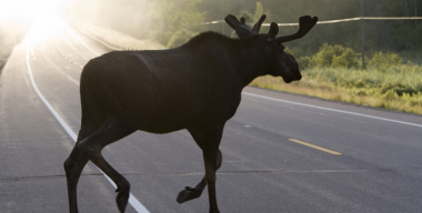 Столкновение с лосем привело к гибели водителя в Башкирии