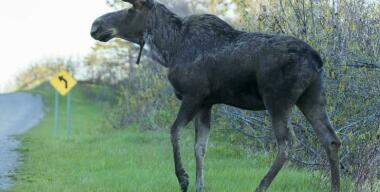 Водитель Toyota Corolla попал в больницу после того, как сбил лося