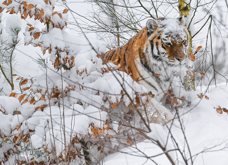 Изображение Амурский тигр атаковал автомобиль, помешавший его обеду