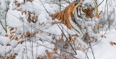 Фото: Patrick Pleul/globallookpress.com