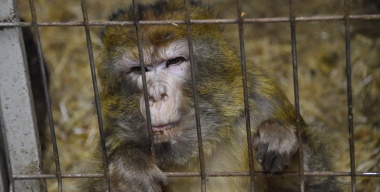 Обезьяны, зараженные опасными инфекциями, сбежали из перевернувшегося грузовика