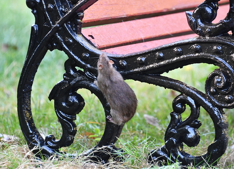 Изображение Московские водители жалуются на крыс, перебравшихся из снесенных домов в машины