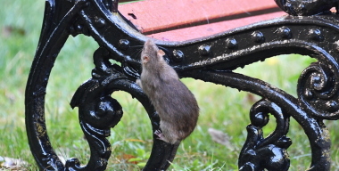 Московские водители жалуются на крыс, перебравшихся из снесенных домов в машины