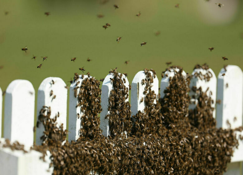 Изображение Из перевернувшегося грузовика на волю вырвались миллионы пчел