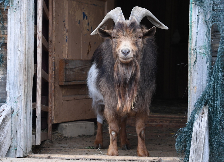 Изображение Козел, преследовавший мужчину, заставил его запрыгнуть на крышу автомобиля