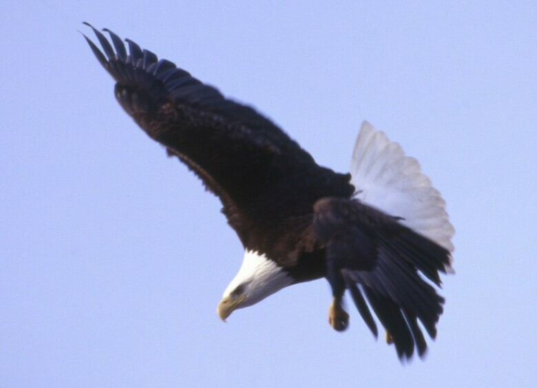 Изображение Кот, сброшенный орлом на землю, погиб, пробив лобовое стекло автомобиля