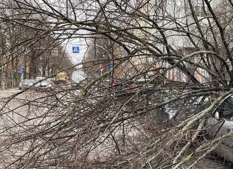 Упавшее дерево раздавило автомобиль на парковке в Москве