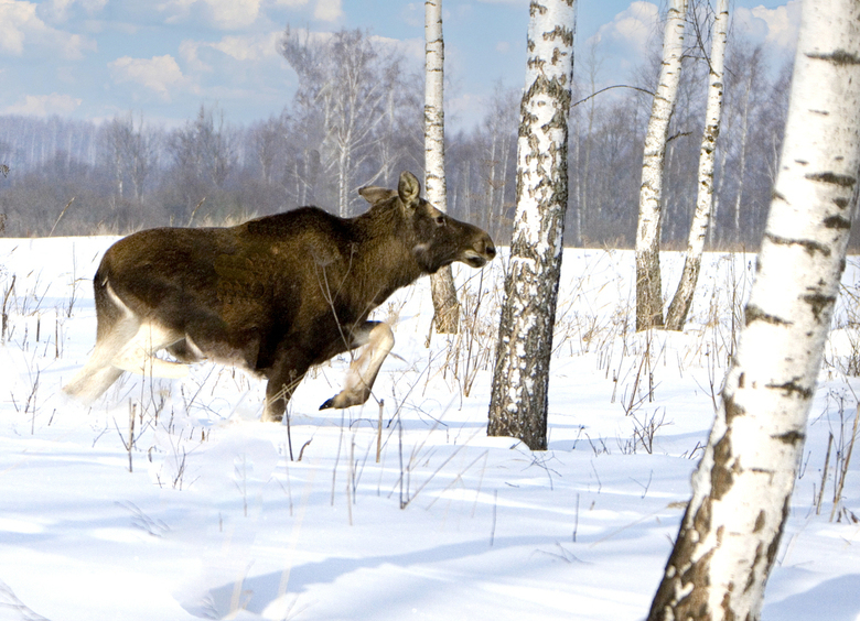 Изображение Лось выбежал на трассу и спровоцировал несколько ДТП в Петербурге