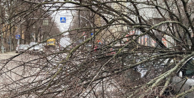 Упавшее дерево раздавило автомобиль на парковке в Москве