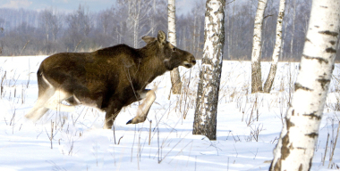 Лось выбежал на трассу и спровоцировал несколько ДТП в Петербурге