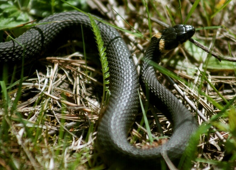 Изображение Водитель обнаружил ядовитую змею под педалями прямо во время поездки
