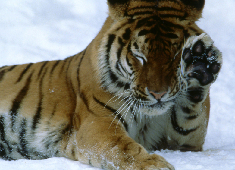 Изображение Краснокнижный тигр Гоша погиб под колесами четырех авто под Хабаровском