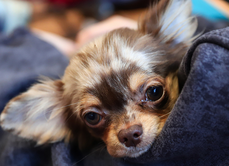 Изображение Россиянка заперла чихуахуа в машине в жару, и теперь ей грозит спецтюрьма