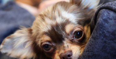 Россиянка заперла чихуахуа в машине в жару, и теперь ей грозит спецтюрьма